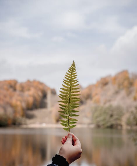 A hand holding a green leaf in front of a lake